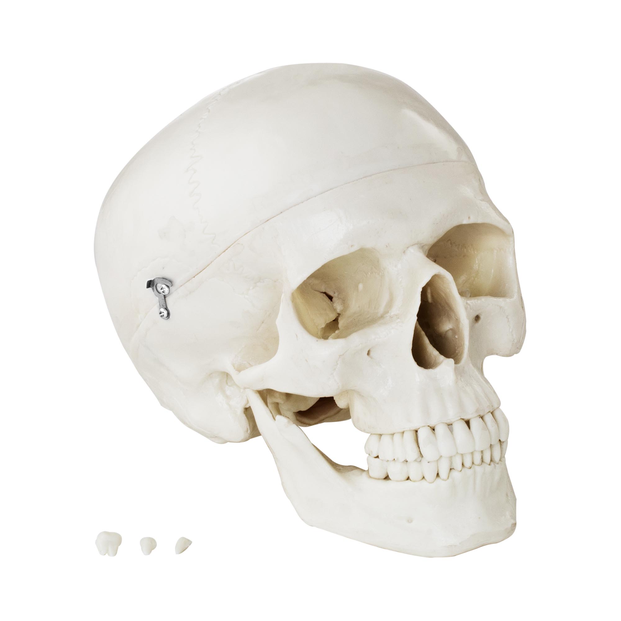 Anatomisch model schedel - wit