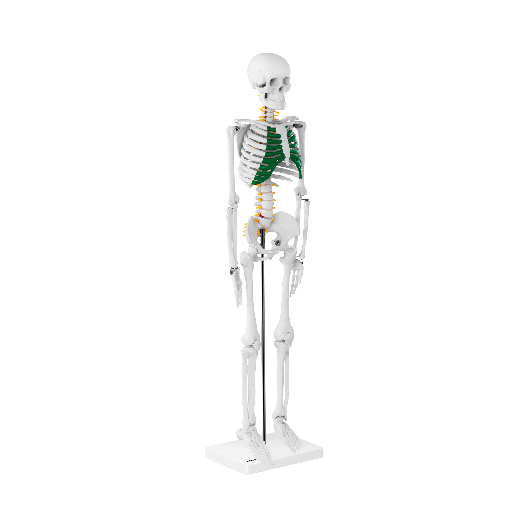 Anatomisch model mini skelet - 85 cm