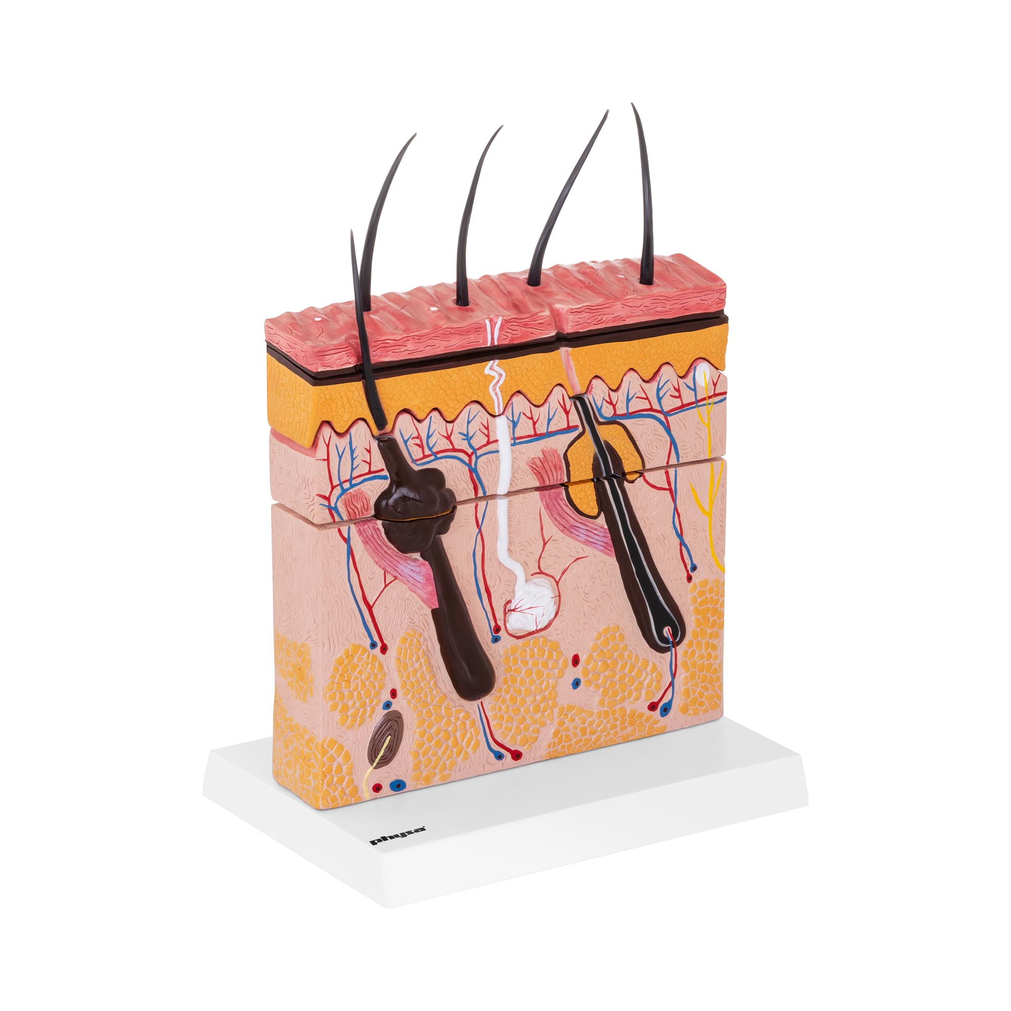 physa Haut Anatomie Modell PHY-SM-4