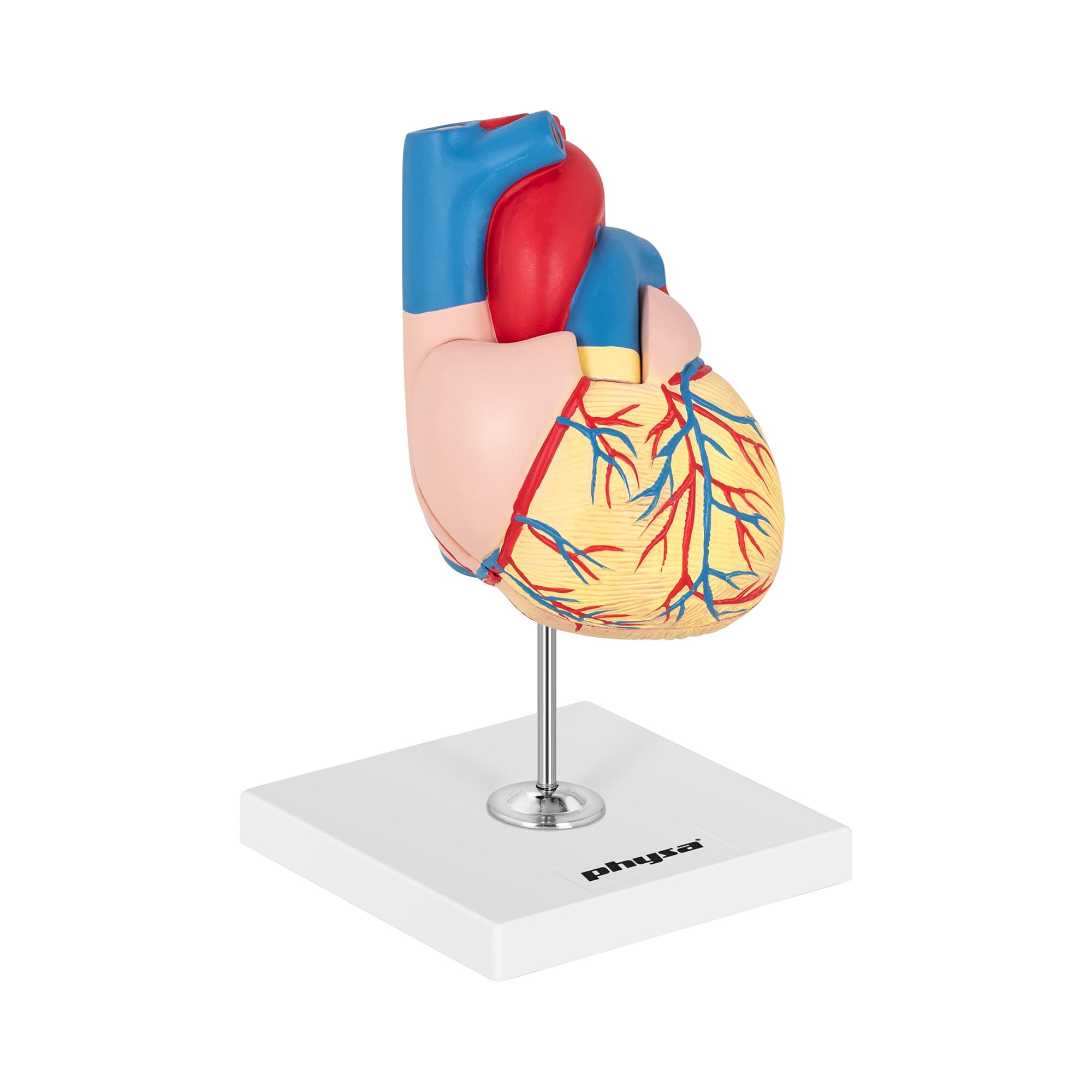 Hartmodel anatomisch - deelbaar in 2 delen - levensgroot